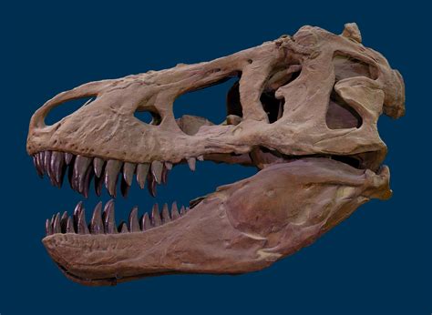 T Rex Skull: Unveiling the King of Dinosaurs