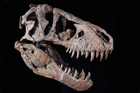 T Rex Skull Brings 6 1 Million At Sotheby S Well Below Estimate