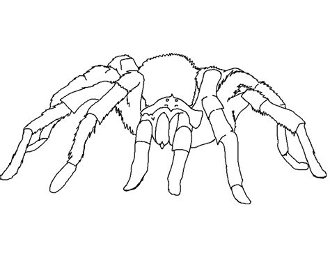 Tarantula Spider Coloring Page For Kids Free Spiders Printable