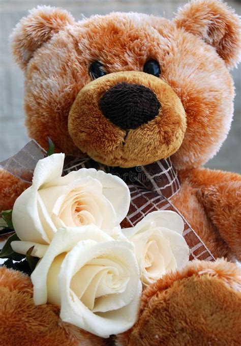 Teddy Bear With White Roses Stock Photo Image Of Friend Girlfriend 1804508