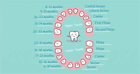 Teething In Babies Know The Signs And Symptoms Mto Nursery