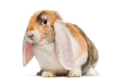 The 10 Most Adorable Lop Eared Rabbit Breeds A Z Animals