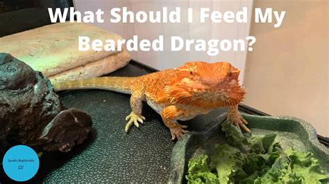 The Best Foods For Your Bearded Dragon S Main Diet Pet Food Guide