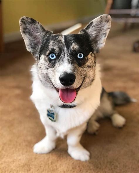 The Corgi Husky Mix All About The Cutest Mix Of Breeds