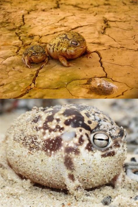 The Desert Rain Frog This Smallest And Cutest Creature Squeaks Like A Dog Chew Toy Odd Facts