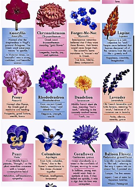 The Etyomology And Symbolism Of 50 Flowers Flower Meanings Types Of Flowers Flower Guide