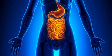 The Gut Brain Axis Emotional States Correlate With Microbiome Variations Scientists Find