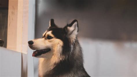 The Perfect Combination Corgi Husky Mix Breeds Unveiled Dogsintl