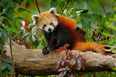 The Red Panda Is An Endangered Species That Is Native To China Much