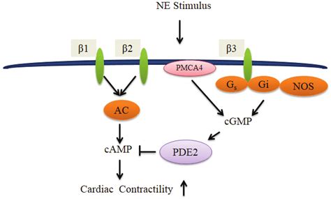 Unlocking Cgmp's Role In Human Physiology - Military And Veteran