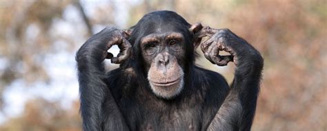 The Secret To Chimpanzee Super Strength Has Finally Been Revealed