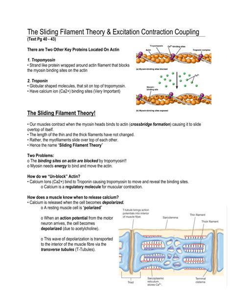 The Sliding Filament Theory Excitation Contraction Coupling