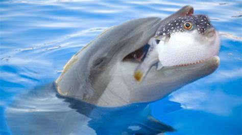 These Dolphins Are Getting High On Puffer Fish The Puffer Fish Will