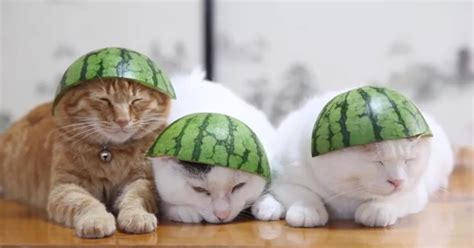 This Clip Of 3 Cats Snoozing In Watermelon Hats Might Be The Cutest