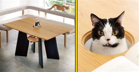 This Dining Table Has A Hole For Your Cat To Peak Through And Join You