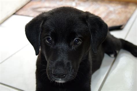 This Is My 11 Week Old German Shepherd Lab Mix Puppy Brandy Isn T