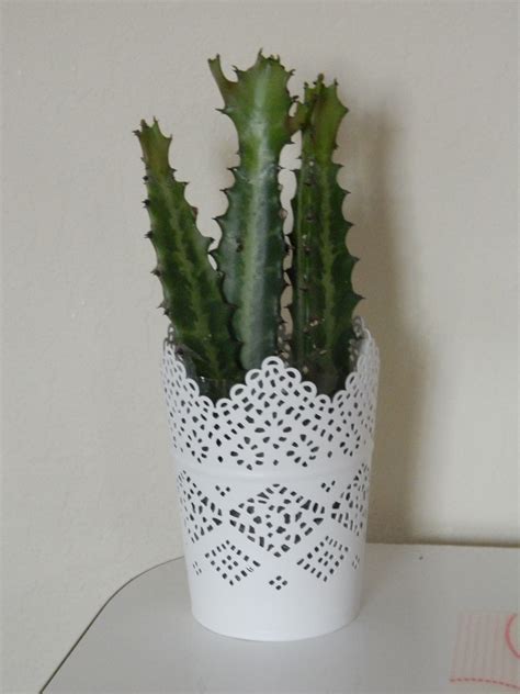 This Is My Ikea Cacti Planted In My Skurar Candle Cup How Cute