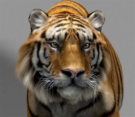 Tiger 3D Model Animated Rigged Max Cgtrader Com