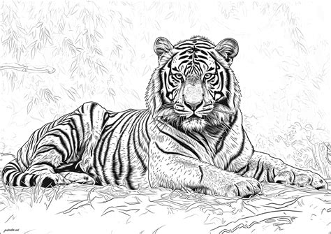 Tiger Colouring Pages For Adults