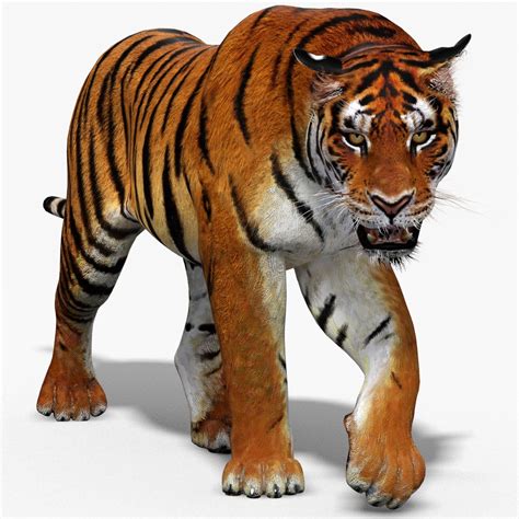 Tiger View In 3D