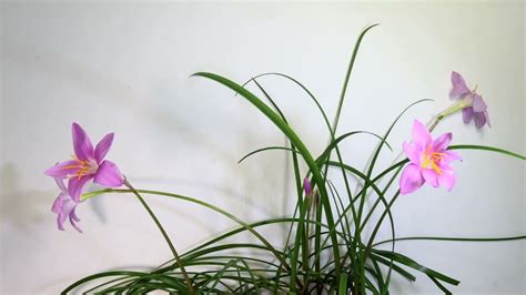 Time Lapse Photography Of Rainlily In 2022 Time Lapse Photography Photography Plants