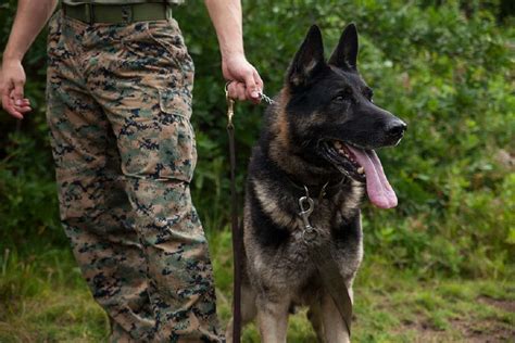 Top 15 Military Breeds Serving Nations Unsung Canine Heroes