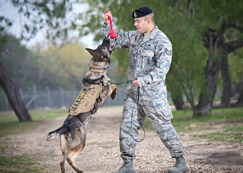 5 Ways Military Dogs Are Trained for Success