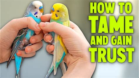 Training Your Parakeet Budgie To Be Hand Tame Uhd 4K Youtube