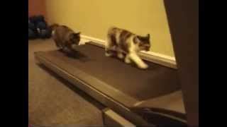 Treadmill Cats Gail At Large