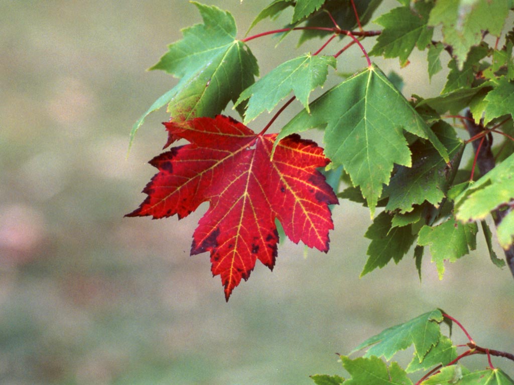 The Magic of Tree and Leaf: Nature's Perfect Harmony