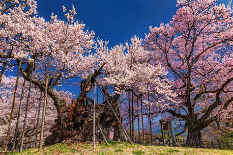 The Meaning of Tree in Japanese Culture