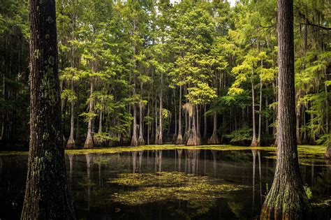 5 Freshwater Trees