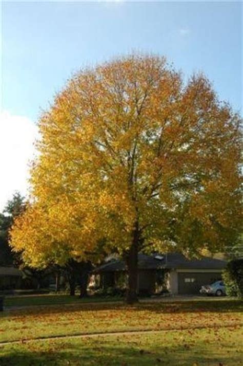 Tulip Poplar 5 6 Ft Fast Growing Shade Trees Tulip Poplar Tree