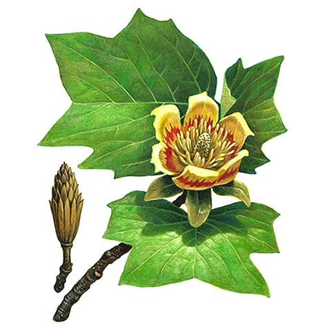 Tulip Poplar Tree Drawing