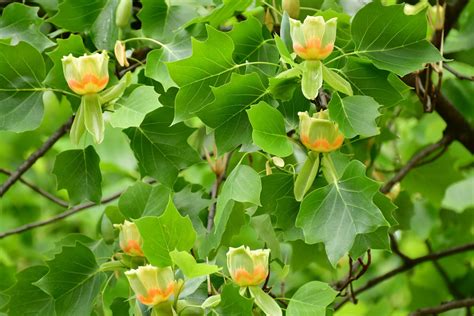 Tulips From The Treetops Tulip Tree Or Yellow Poplar Liriodendron