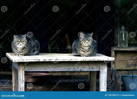 Two Cats Laying On Table Stock Photo Image Of Funny 136796312