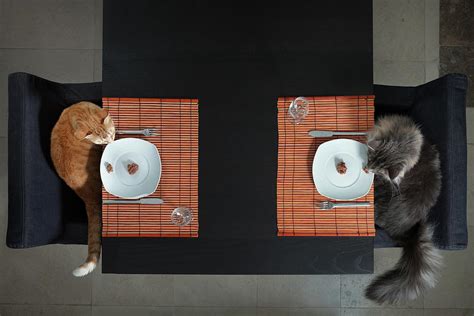 Two Cats Seated At A Table With Plates Of Cat Food Table Settings Cutlery And White China