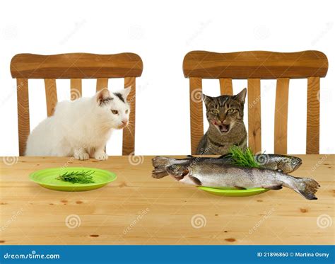 Two Cats Sitting At Table Stock Photo Image Of Diet 21896860