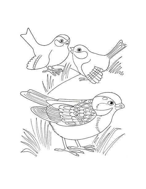 Types Of Birds Coloring Pages Printable Templates Free