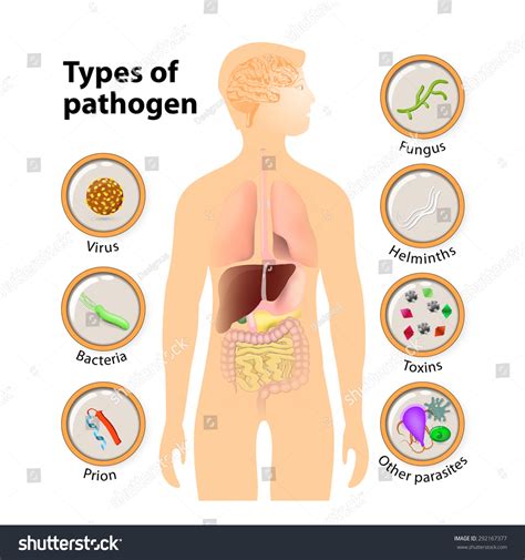 Types Of Human Pathogen Pathogenic Bacteria Viruses Or Fungi Can Enter The Body Stock Vector