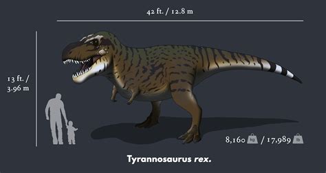 Tyrannosaurus Rex Size Chart Behance