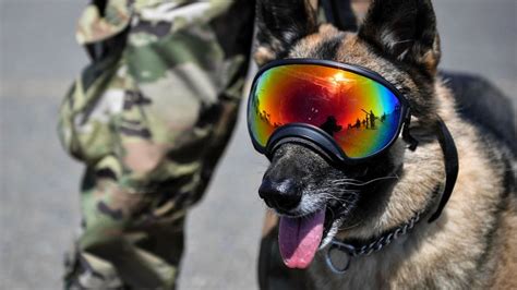 U S Military Dogs Usually Outrank Their Handlers Howstuffworks