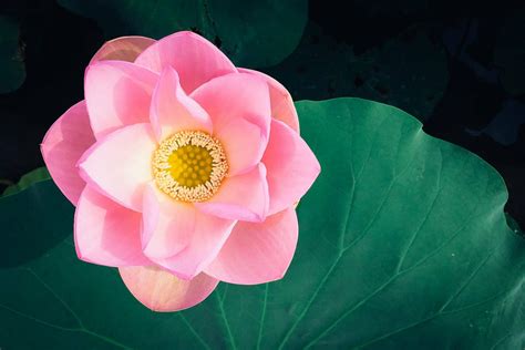 Ultimate Guide To Lotus Flower Meanings And Symbolism Petal Republic