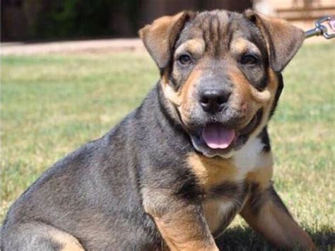 Unlikely Yet Adorable Dog Mixes You Never Knew You Needed Playbuzz