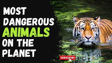 Unlocking The Beast Within Unveiling The Deadliest Animals Youtube