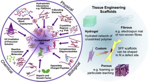 Unlocking The Potential Of Lab Made Hydrogel For Tissue Growth And Medical Applications