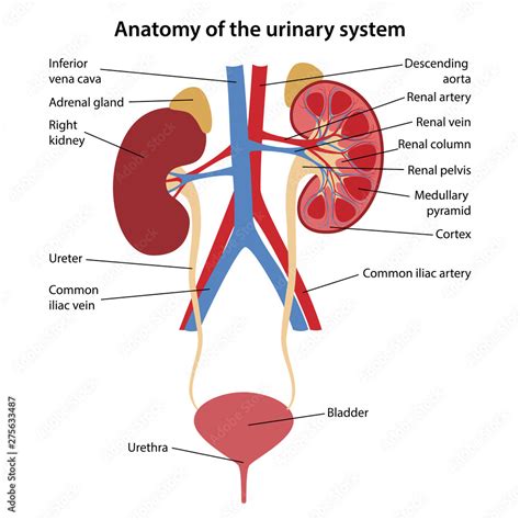 Urinary System Labeled Diagram and Functions Explained