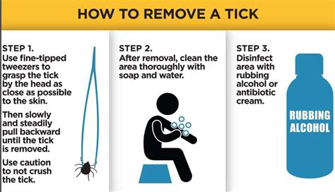 Using Rubbing Alcohol To Remove Ticks