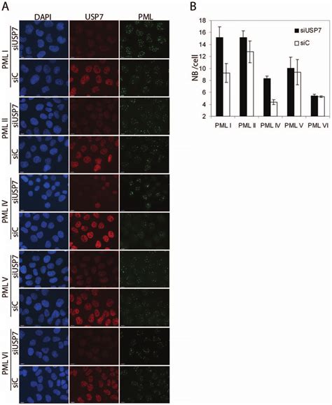 Usp7 Preferentially Affects Nbs Formed From Pml I Or Iv A Cne2 Cells Download Scientific