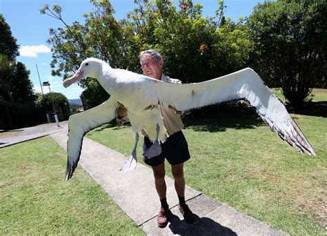 Wandering Albatross Size Comparison